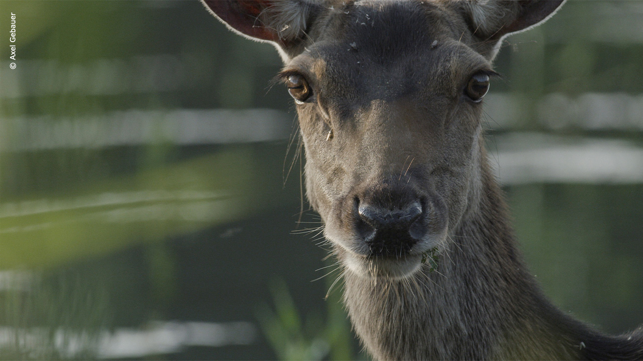 Doppelerfolg für die DOCLIGHTS beim Deutschen Naturfilmpreis