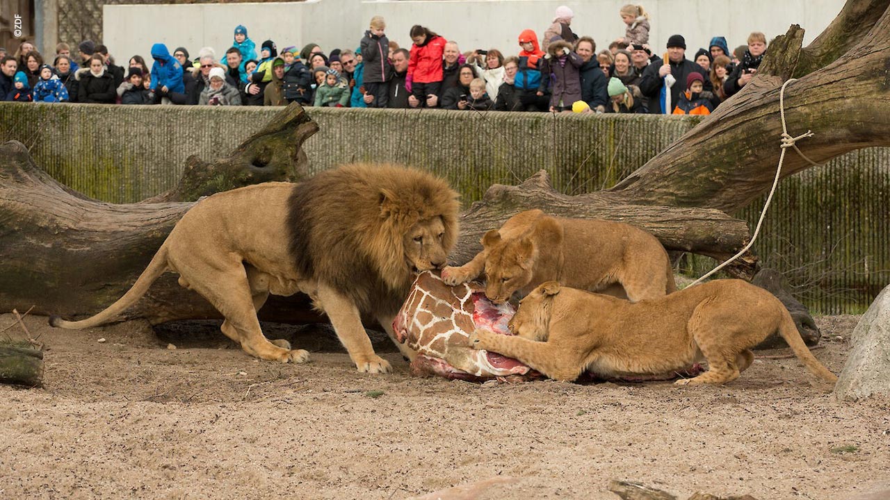 Doclights_ZDFDokuWennTierparksToeten_GewinntAufFestivalWarschau