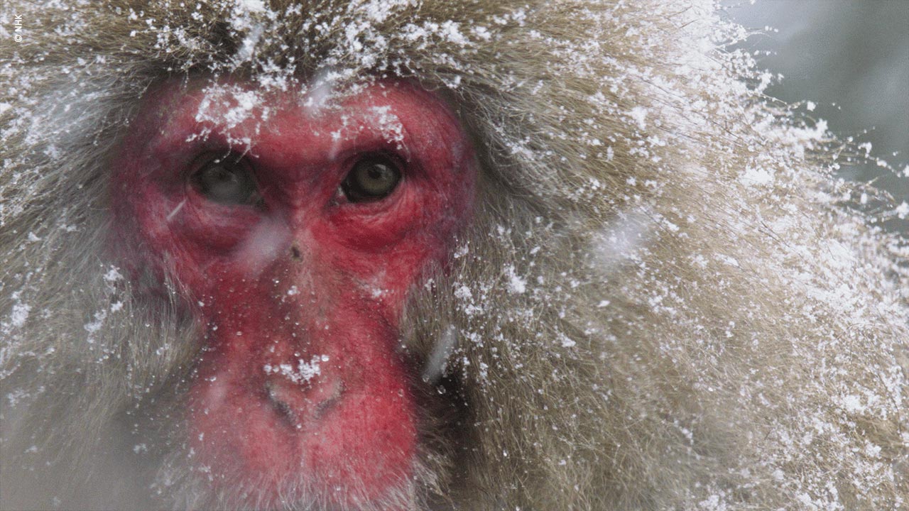 Doclights_Wuerdigung-auf-der-Wildscreen